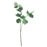 Follaje Hoja Bauhinia