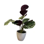 Planta Calathea