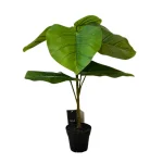 Planta Ficus Verde