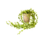 Planta Haluk