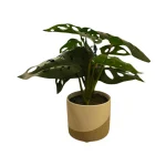 Planta Thali