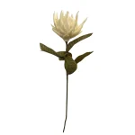 Protea Blanca