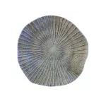 Coral Chico Blanco