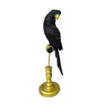 Cotorro Negro
