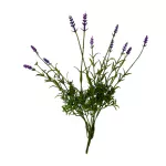 Lavanda 8 Varas
