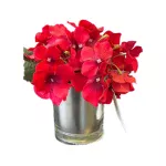 Maceta Hortencia Roja