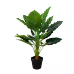 Planta Málaga