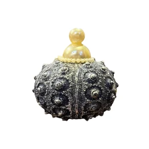 Esfera Caracol