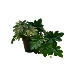 Planta Philo Colgante