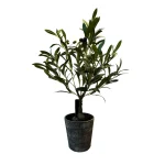 Planta de Olivo