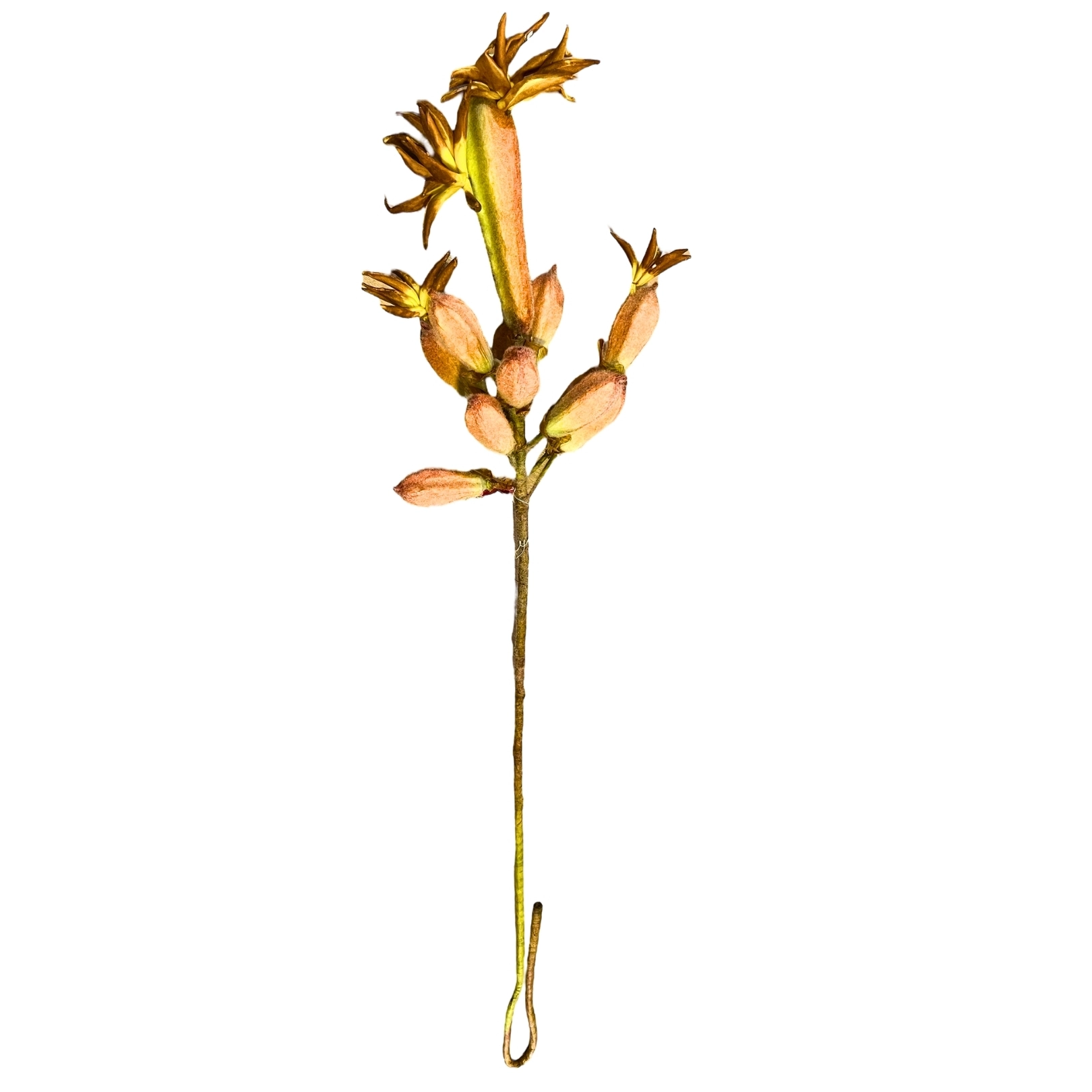 Rama Ave del Paraíso