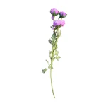 Rosa Inglesa Morada