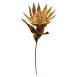 Vara Protea