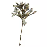 Flor Eva