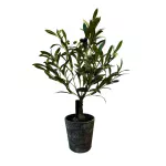 Planta de Olivo
