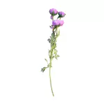Rosa Inglesa Morada