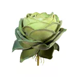 Rosa Suculenta