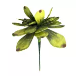 Yucca Bush