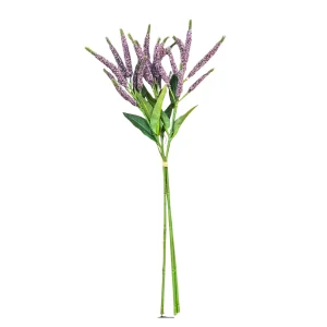 Follaje Salvia