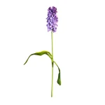 Jacinto Morado
