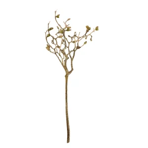 Rama Magnolia