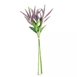 Follaje Salvia