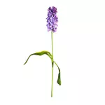Jacinto Morado