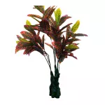 Planta Croto