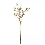 Rama Magnolia
